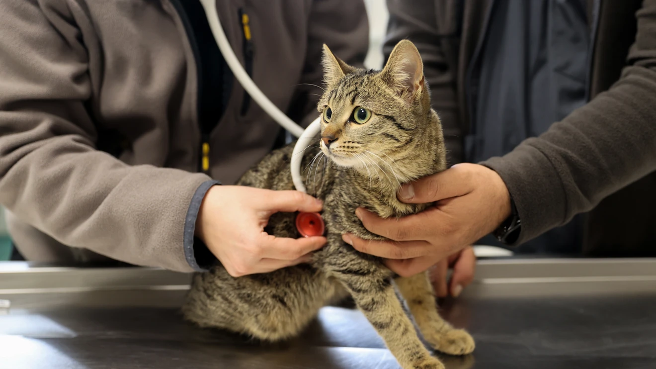 2024 yılında 20 bin hasta ve yaralı hayvana sağlık hizmeti verildi